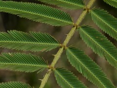 Mimosa pigra