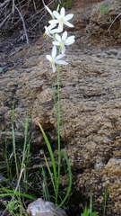 Hesperantha bachmannii