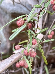 Lasiopetalum rufum