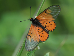 Acraea horta
