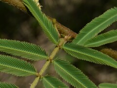 Mimosa pigra
