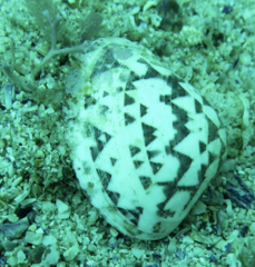 Lioconcha fastigiata