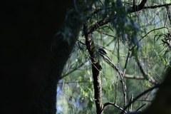 Pericrocotus cantonensis