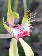 Caladenia tentaculata × venusta