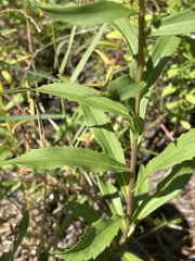 Solidago leavenworthii