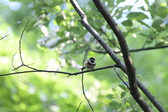 Aegithalos concinnus