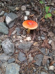Amanita parcivolvata