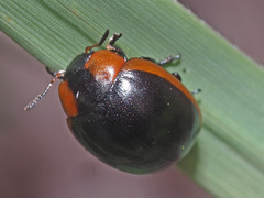 Phaedonia impolita