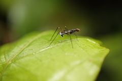 Metopochetus aequalis