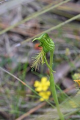 Pterostylis unicornis