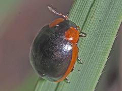 Phaedonia impolita