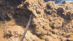 Aulostomus strigosus