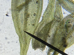 Lescuraea incurvata