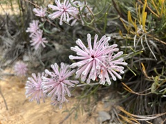 Petrophile linearis