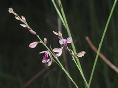 Polygala hottentotta