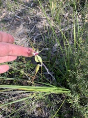 Caladenia tentaculata × venusta