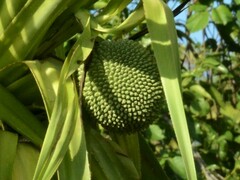 Pandanus aquaticus