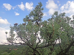 Protea caffra caffra
