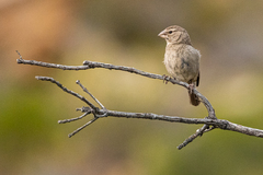 Crithagra albogularis