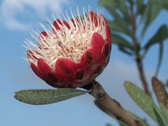 Protea caffra caffra