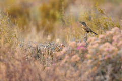 Cercotrichas coryphoeus