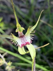 Caladenia tentaculata × venusta