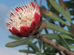 Protea caffra caffra