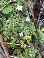 Lobelia pedunculata