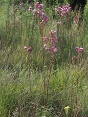 Campuloclinium macrocephalum