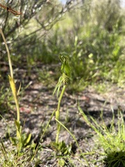 Pterostylis plumosa