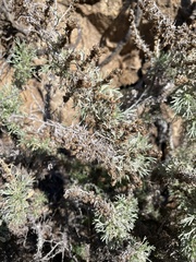 Artemisia californica