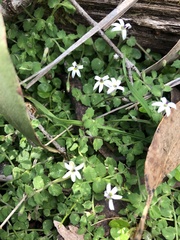 Lobelia pedunculata
