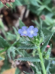 Anchusa