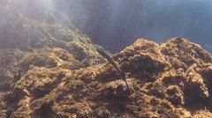 Aulostomus strigosus
