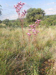 Campuloclinium macrocephalum