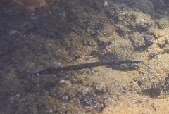 Aulostomus strigosus