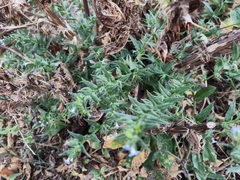 Anchusa