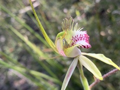 Caladenia tentaculata × venusta
