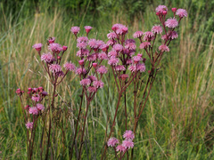 Campuloclinium macrocephalum