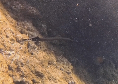 Aulostomus strigosus