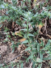 Anchusa