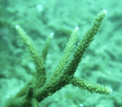 Acropora