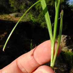 Hesperantha bachmannii