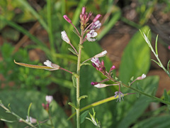 Cleome monophylla