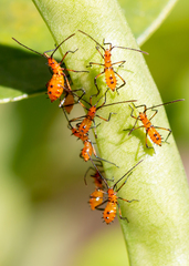 Leptoglossus zonatus