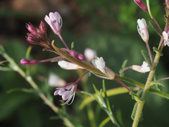Cleome monophylla