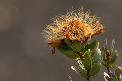 Protea glabra