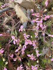 Stylidium recurvum