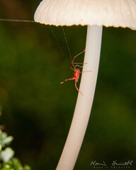 Acariformes