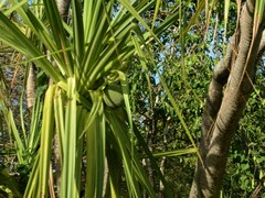 Pandanus aquaticus